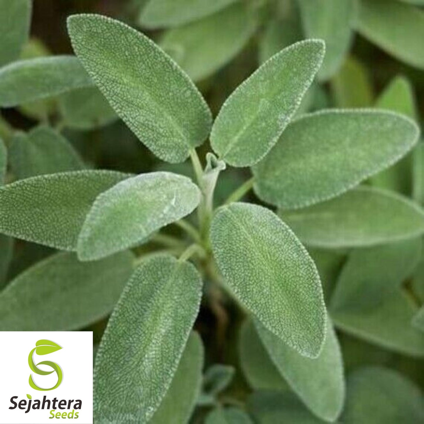 50 Italian Sage Seeds - Salvia Officinalis, Aromatic Herb, Non-GMO Perennial