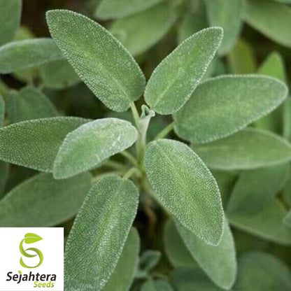 50 Italian Sage Seeds - Salvia Officinalis, Aromatic Herb, Non-GMO Perennial
