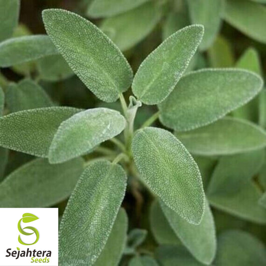 50 Italian Sage Seeds - Salvia Officinalis, Aromatic Herb, Non-GMO Perennial