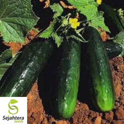 Spacemaster 80 Cucumber Seeds - 100+ Organic Heirloom - Compact & Non-GMO