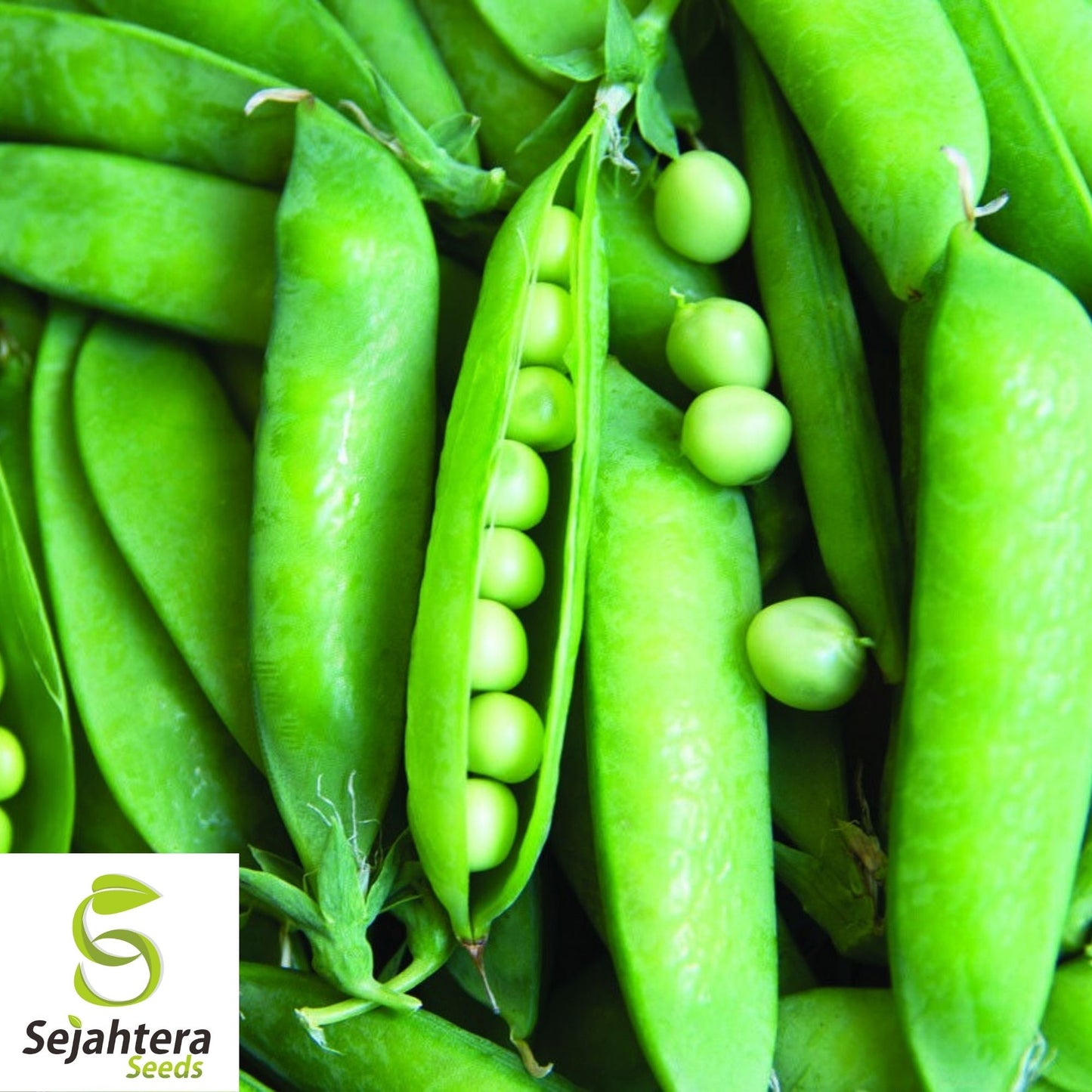Lincoln Pea Seeds 25 Ct | Bush Pod Vegetable Heirloom NON-GMO Garden USA
