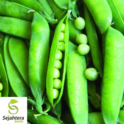 Lincoln Pea Seeds 25 Ct | Bush Pod Vegetable Heirloom NON-GMO Garden USA