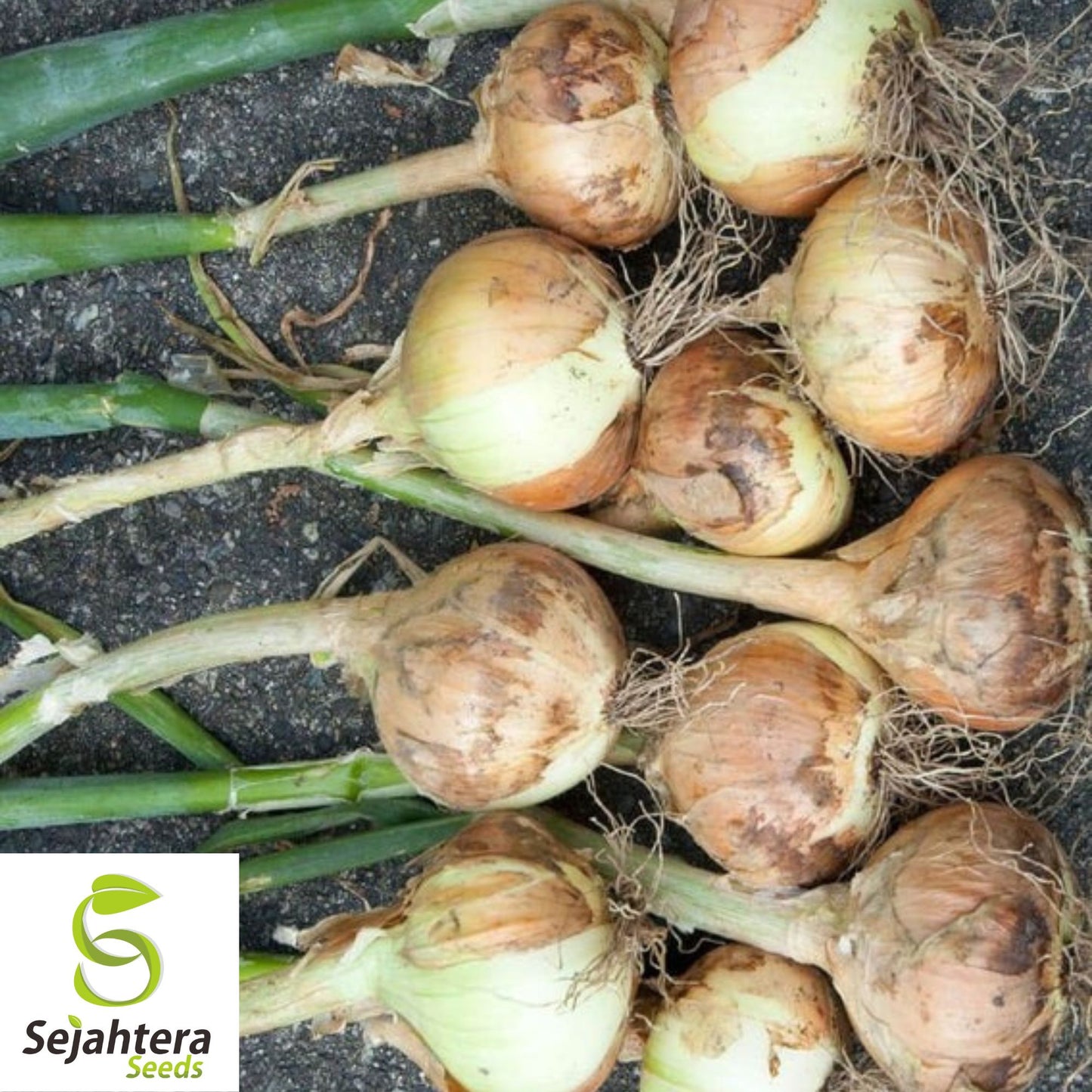 100+ Walla Walla Onion Seeds - Sweet, Mild, Non-GMO Vegetable Variety