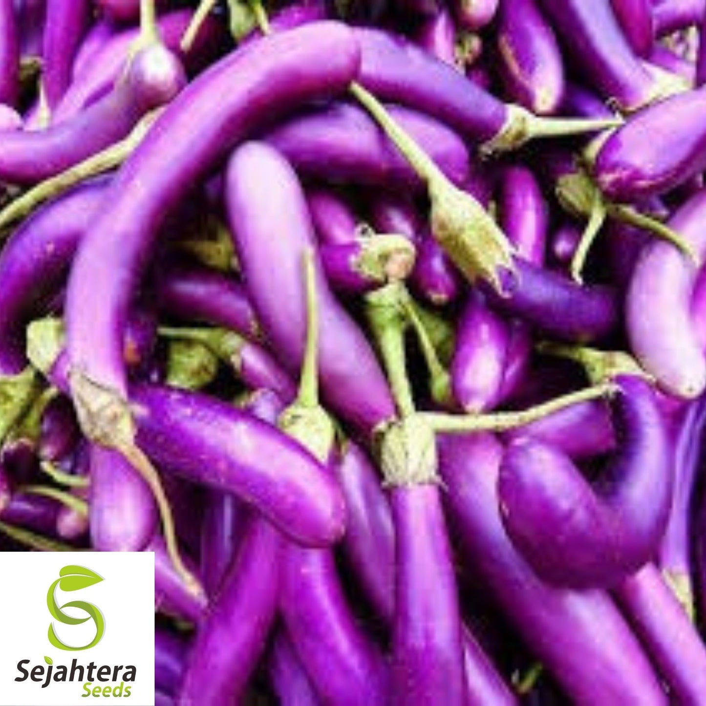 Eggplant Long Purple Seeds 200+ | Heirloom Vegetable Garden NON-GMO USA