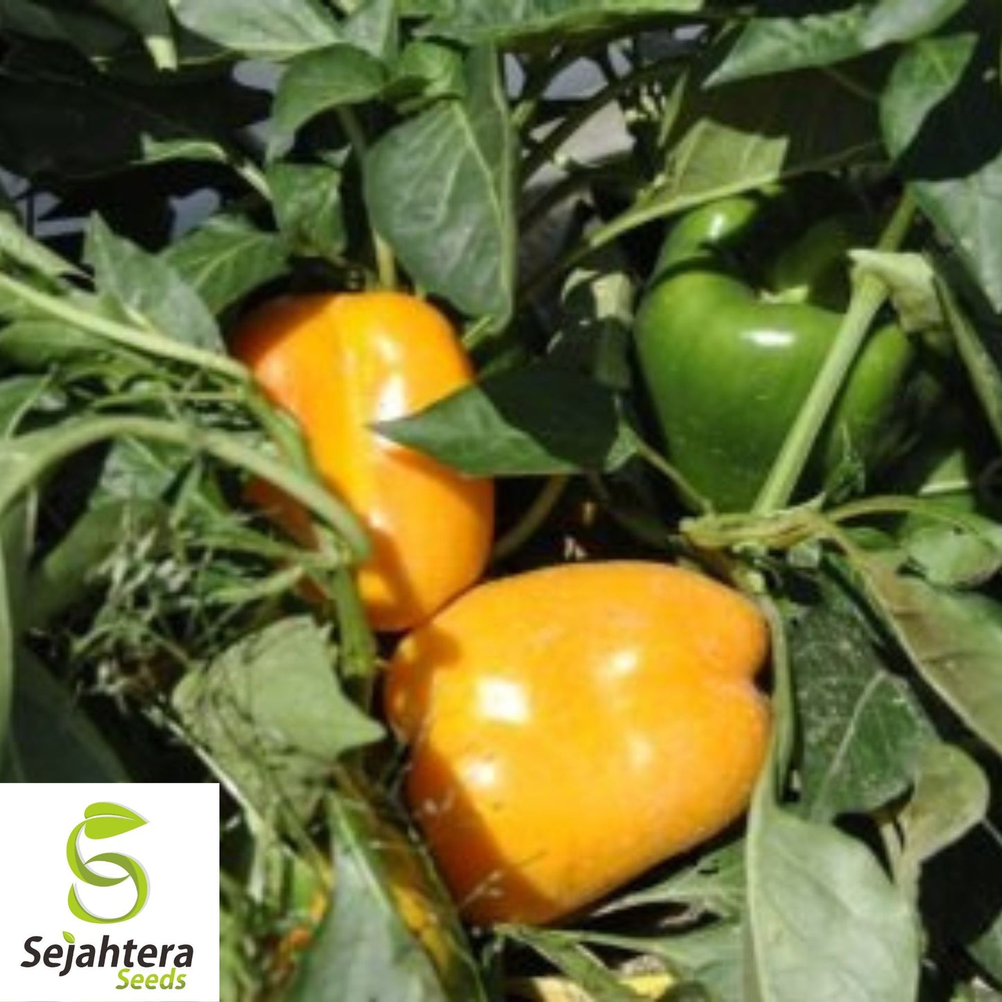 25 Golden California Wonder Pepper Seeds - Non-GMO, Sweet & Vibrant Variety