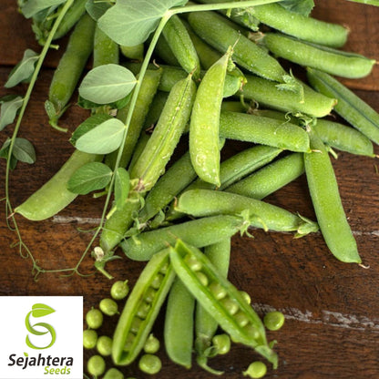 Lincoln Pea Seeds 25 Ct | Bush Pod Vegetable Heirloom NON-GMO Garden USA