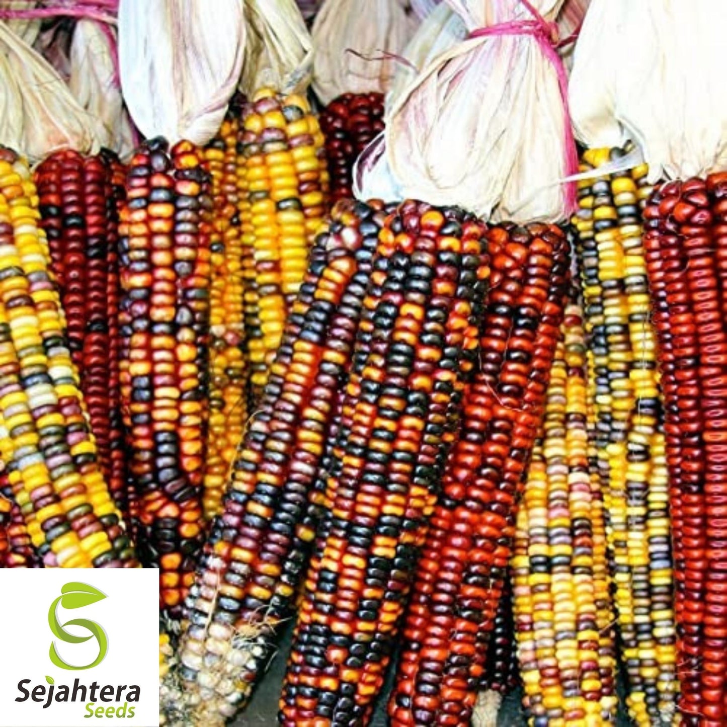 Indian Ornamental Corn Seeds 30 Ct | Rainbow Heirloom NON-GMO USA