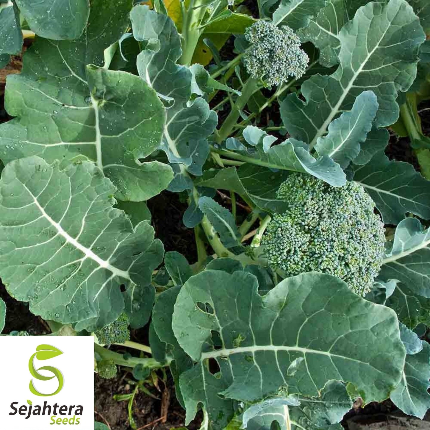 De Cicco Broccoli Seeds 600+ | Italian Heirloom Vegetable NON-GMO USA