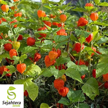 Chinese Lantern Seeds 100+ | Physalis franchetii Heirloom Vegetable NON-GMO