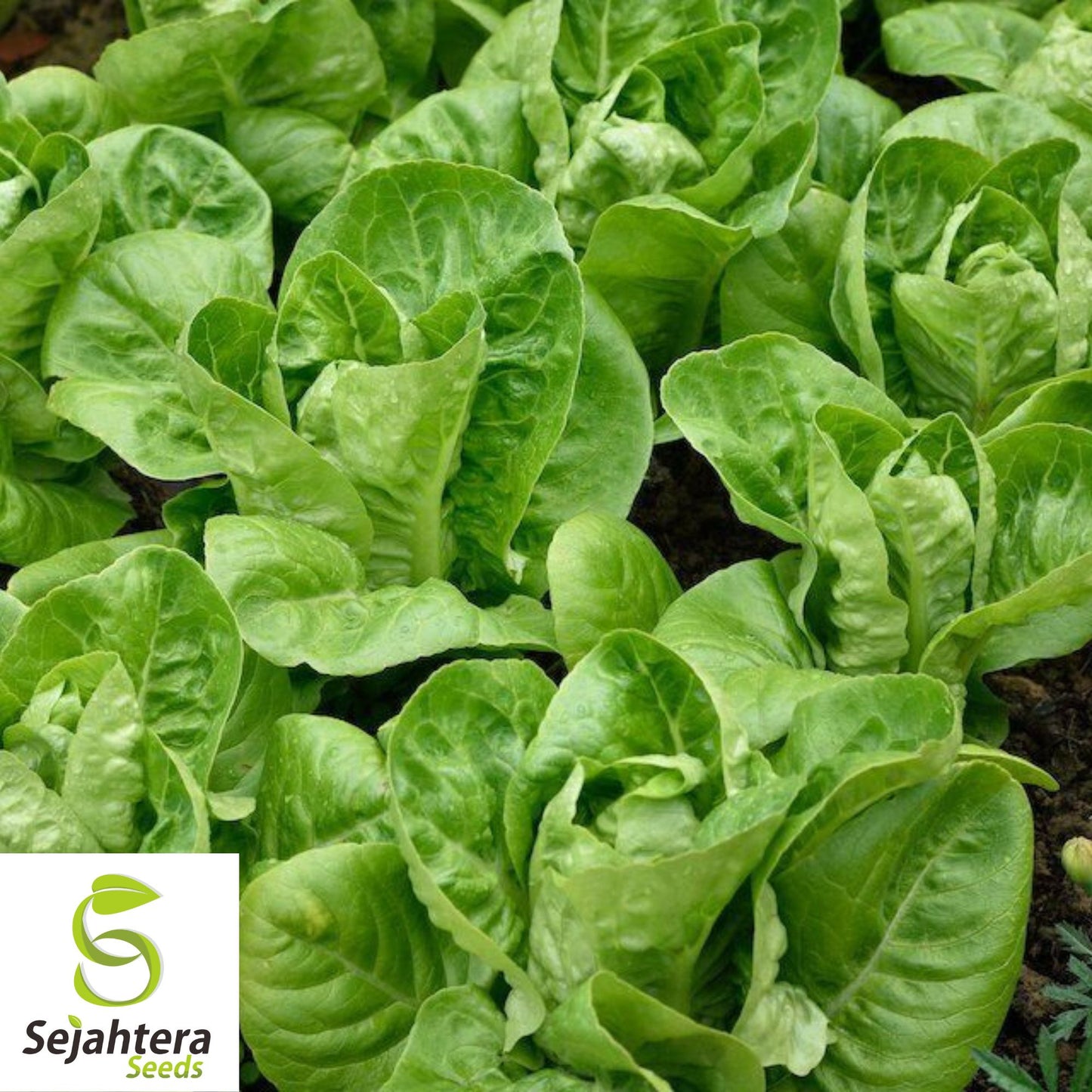 1000 Buttercrunch Lettuce Seeds - Non-GMO, Tender & Crisp Greens