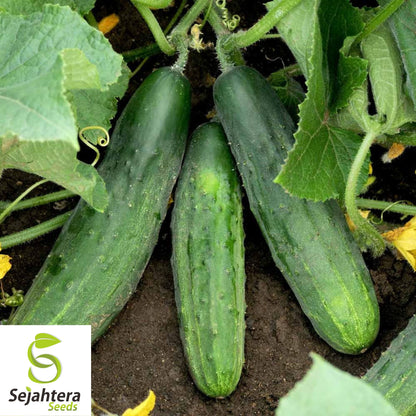 Spacemaster 80 Cucumber Seeds - 100+ Organic Heirloom - Compact & Non-GMO