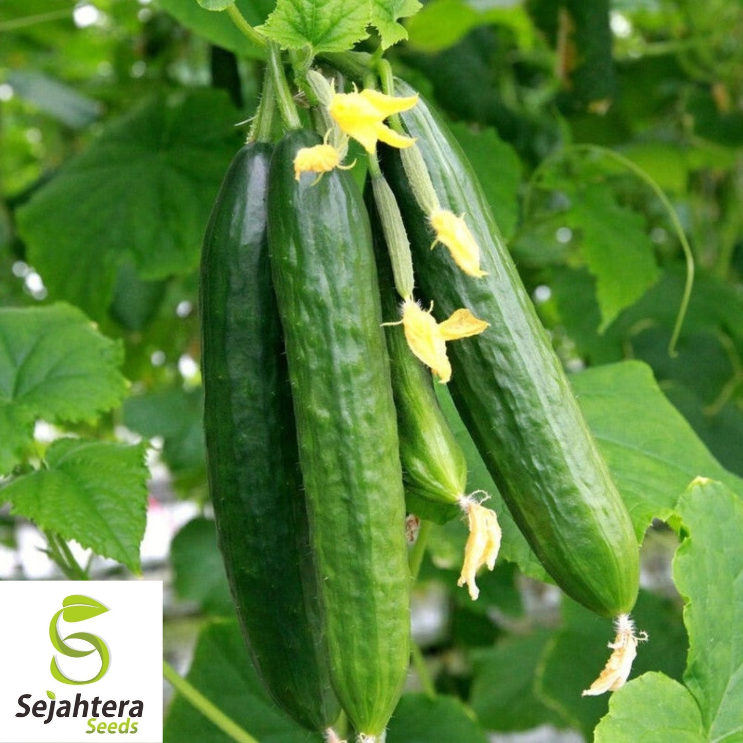 Beit Alpha Cucumber Seeds - 25+ Heirloom - Organic, Sweet & Crisp - Fresh