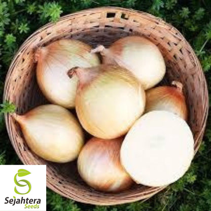 100+ Walla Walla Onion Seeds - Sweet, Mild, Non-GMO Vegetable Variety