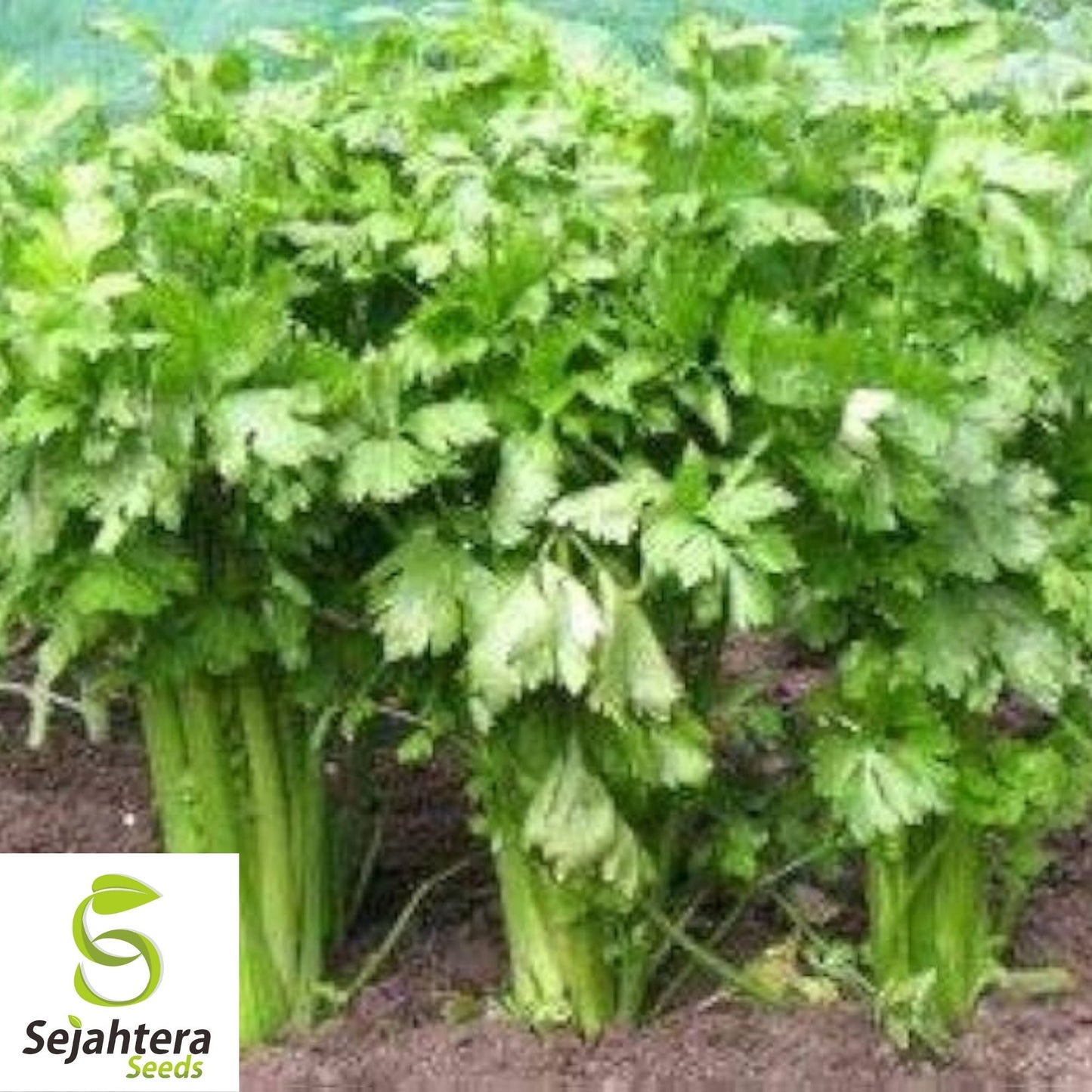 Celery Tall Utah Seeds 2000+ | Heirloom Vegetable Garden NON-GMO USA