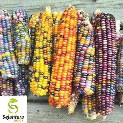 Indian Ornamental Corn Seeds 30 Ct | Rainbow Heirloom NON-GMO USA