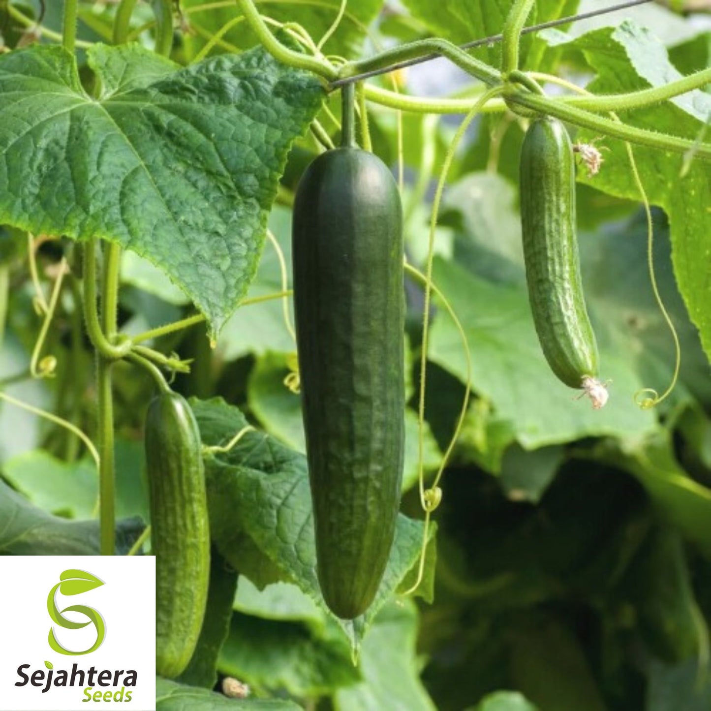 Spacemaster 80 Cucumber Seeds - 100+ Organic Heirloom - Compact & Non-GMO