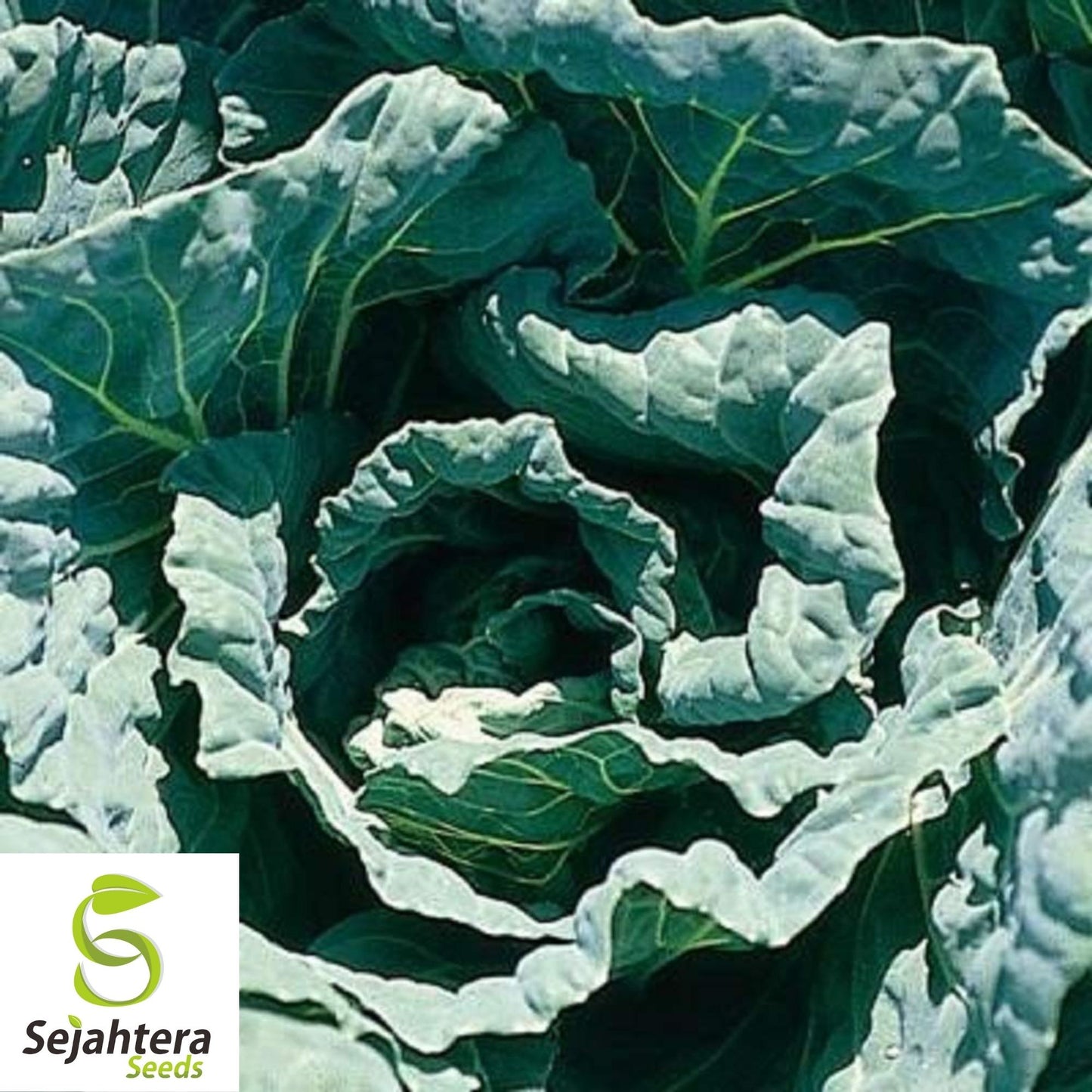 Morris Heading Collard Seeds 300+ | NON-GMO Greens Vegetable Garden USA
