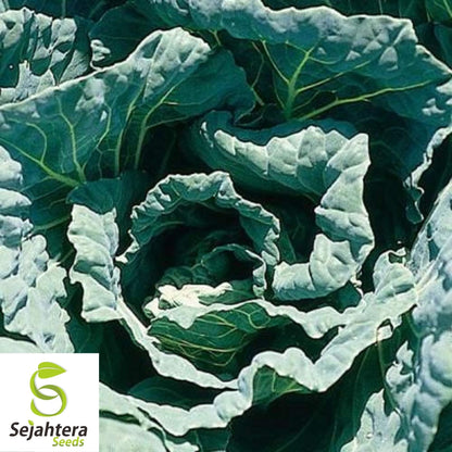Morris Heading Collard Seeds 300+ | NON-GMO Greens Vegetable Garden USA