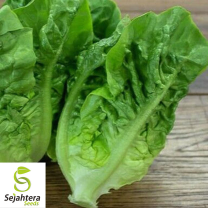 1000 Buttercrunch Lettuce Seeds - Non-GMO, Tender & Crisp Greens