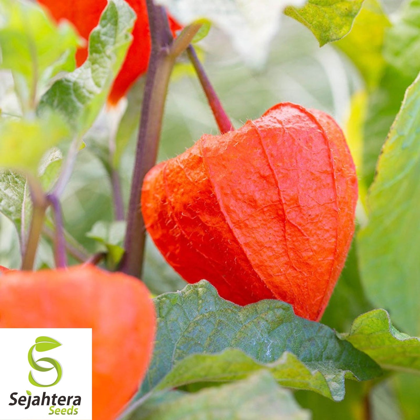 Chinese Lantern Seeds 100+ | Physalis franchetii Heirloom Vegetable NON-GMO