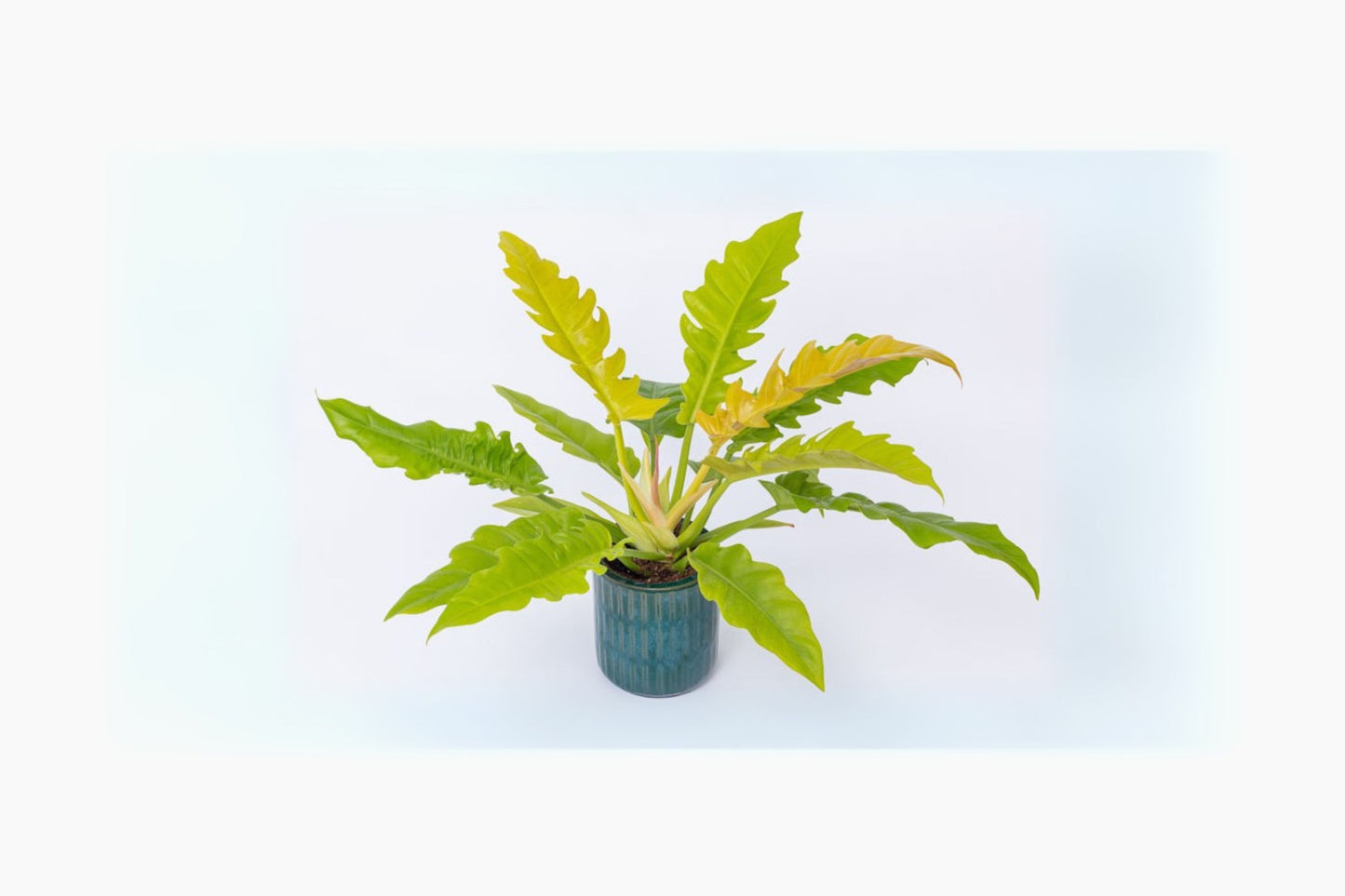Philodendron Ring of Fire 6" Pot - Variegated Tropical Houseplant - Philodendron ‘Ring of Fire’