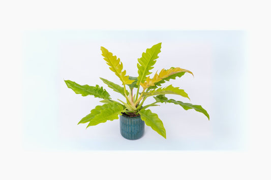 Philodendron Ring of Fire 6" Pot - Variegated Tropical Houseplant - Philodendron ‘Ring of Fire’