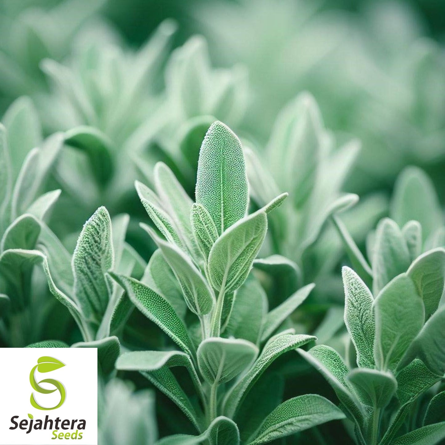 50 Italian Sage Seeds - Salvia Officinalis, Aromatic Herb, Non-GMO Perennial