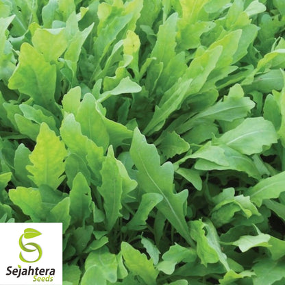 1000+ Arugula Seeds (Roquette/Rocket) - Heirloom, Non-GMO & Peppery Greens