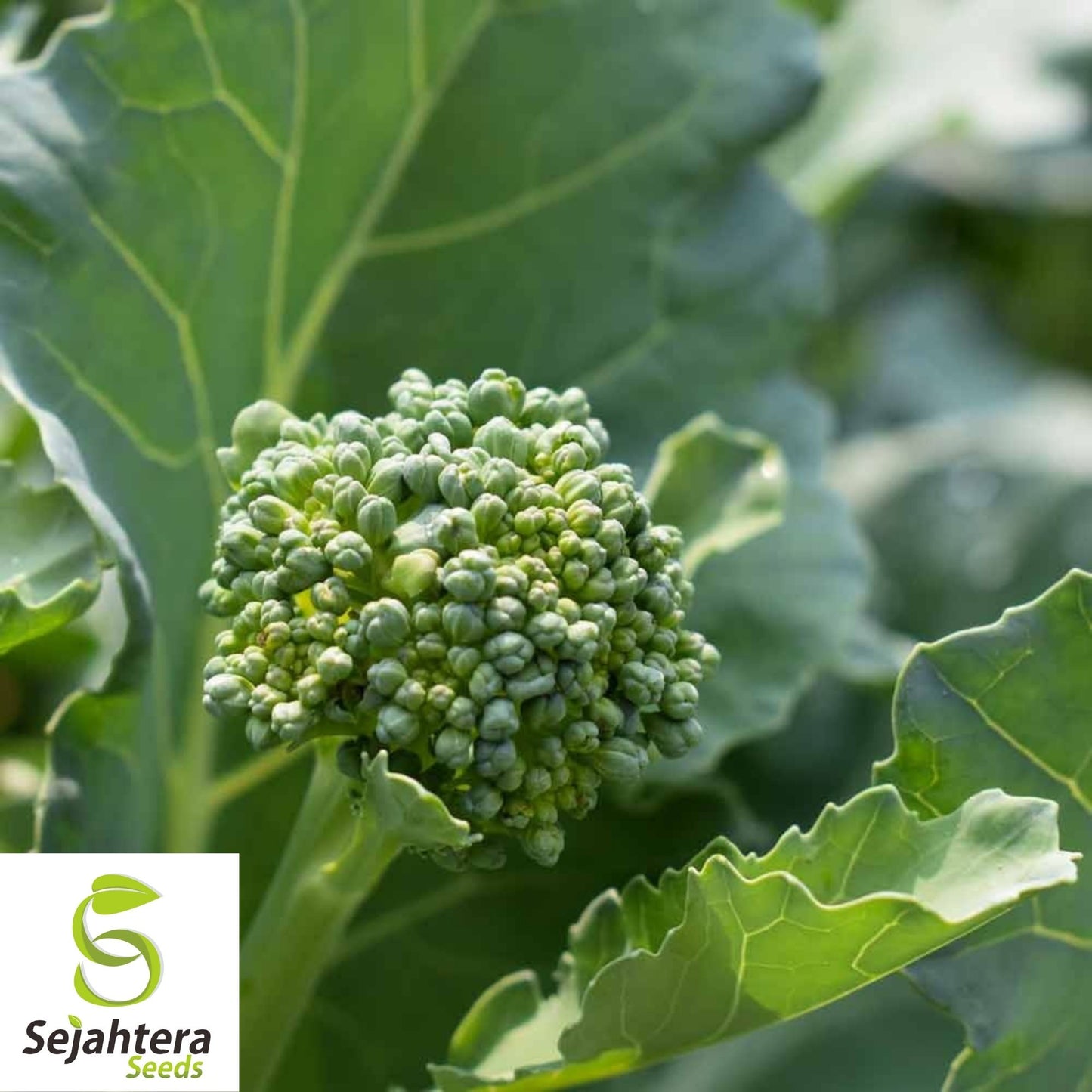 De Cicco Broccoli Seeds 600+ | Italian Heirloom Vegetable NON-GMO USA