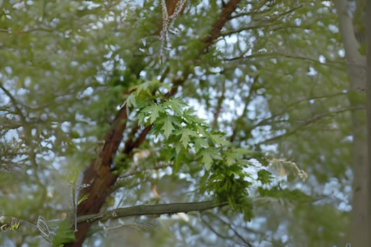 Silver Maple Soft Water Maple (Acer saccharinum)