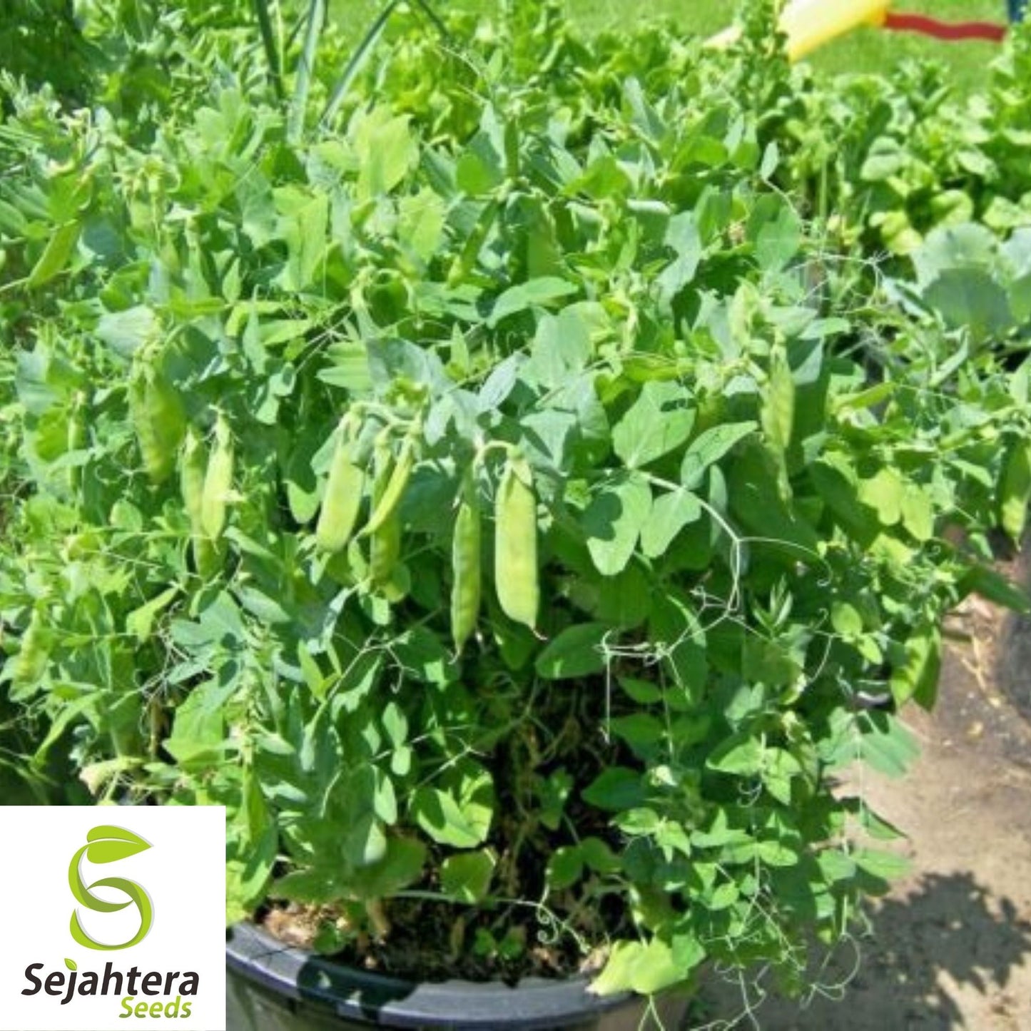 Lincoln Pea Seeds 25 Ct | Bush Pod Vegetable Heirloom NON-GMO Garden USA