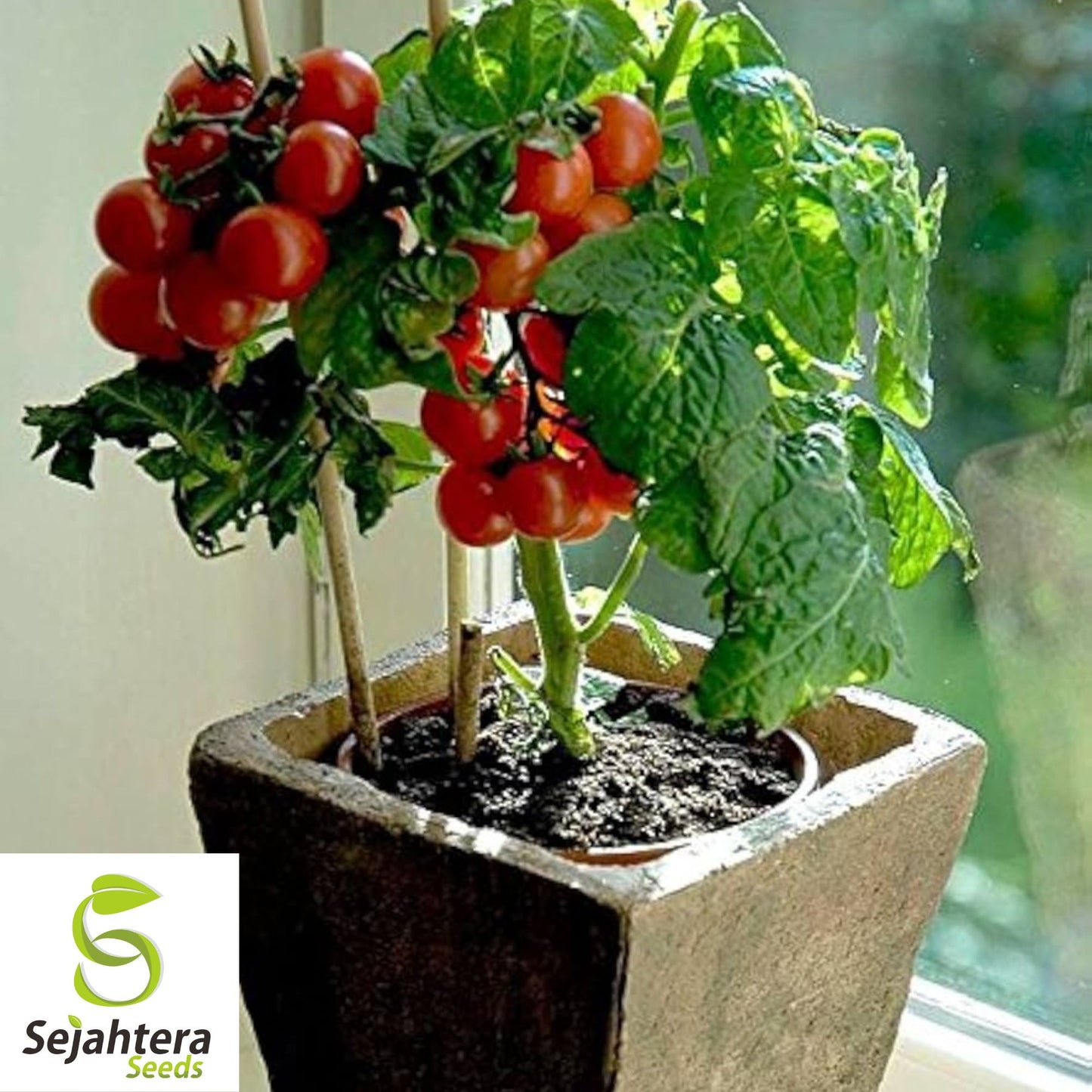 30 Tiny Tim Micro Dwarf Tomato Seeds - Non-GMO, Compact & Juicy