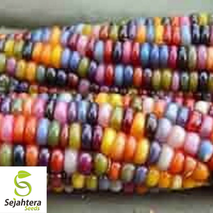 Indian Ornamental Corn Seeds 30 Ct | Rainbow Heirloom NON-GMO USA