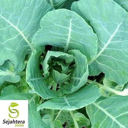 Morris Heading Collard Seeds 300+ | NON-GMO Greens Vegetable Garden USA