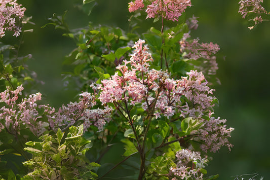 Littleleaf Lilac (Syringa pubescens ssp. Microphylla)