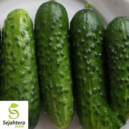 Suyo Long Cucumber Seeds - 25+ Heirloom, Non-GMO, Rare & High-Yield