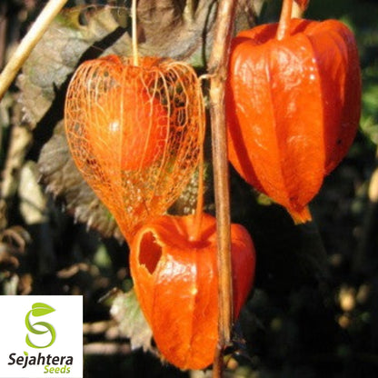Chinese Lantern Seeds 100+ | Physalis franchetii Heirloom Vegetable NON-GMO