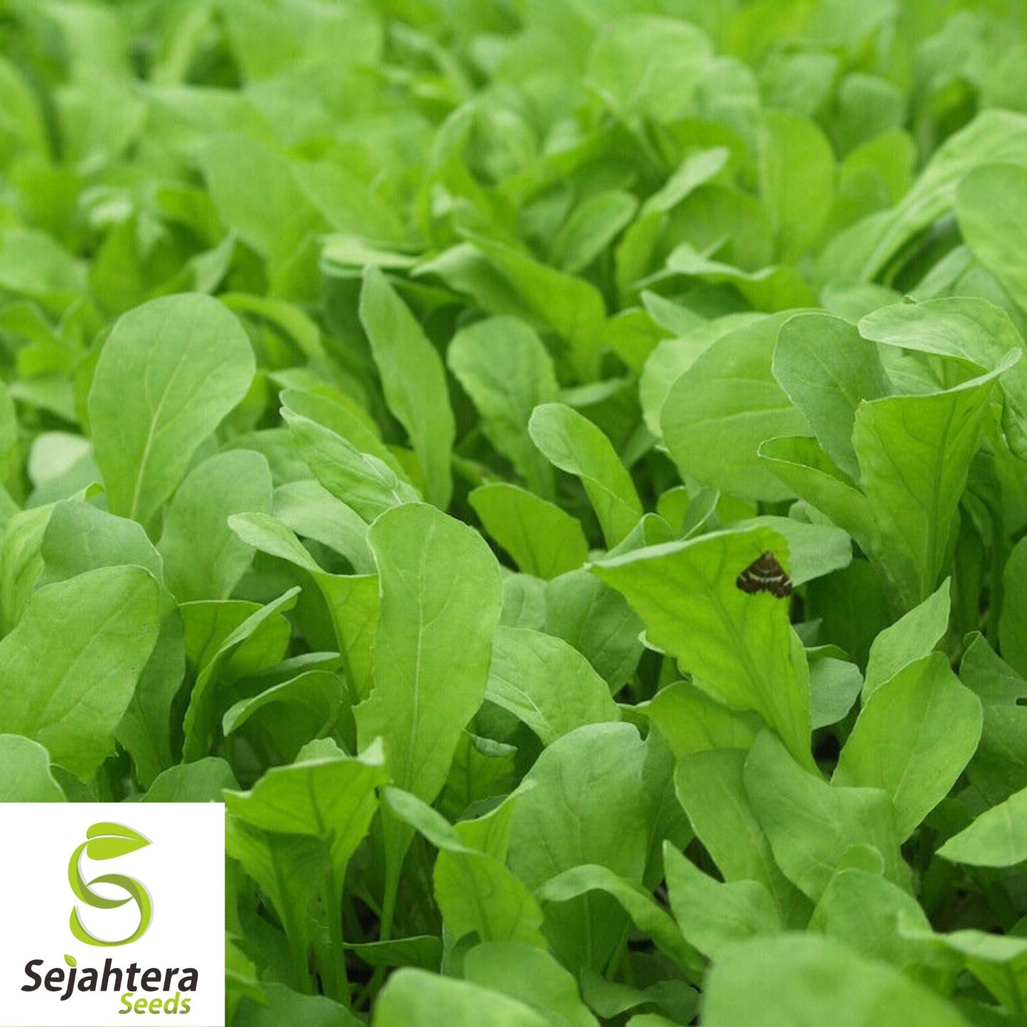 1000+ Arugula Seeds (Roquette/Rocket) - Heirloom, Non-GMO & Peppery Greens