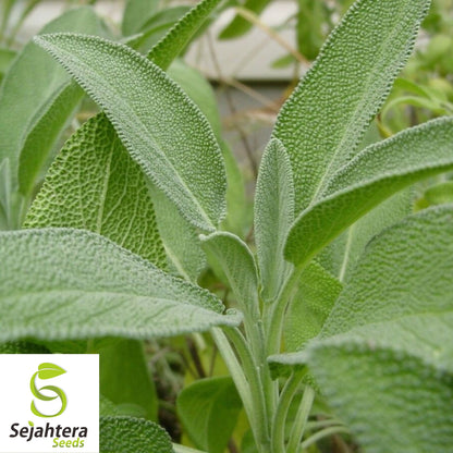 50 Italian Sage Seeds - Salvia Officinalis, Aromatic Herb, Non-GMO Perennial