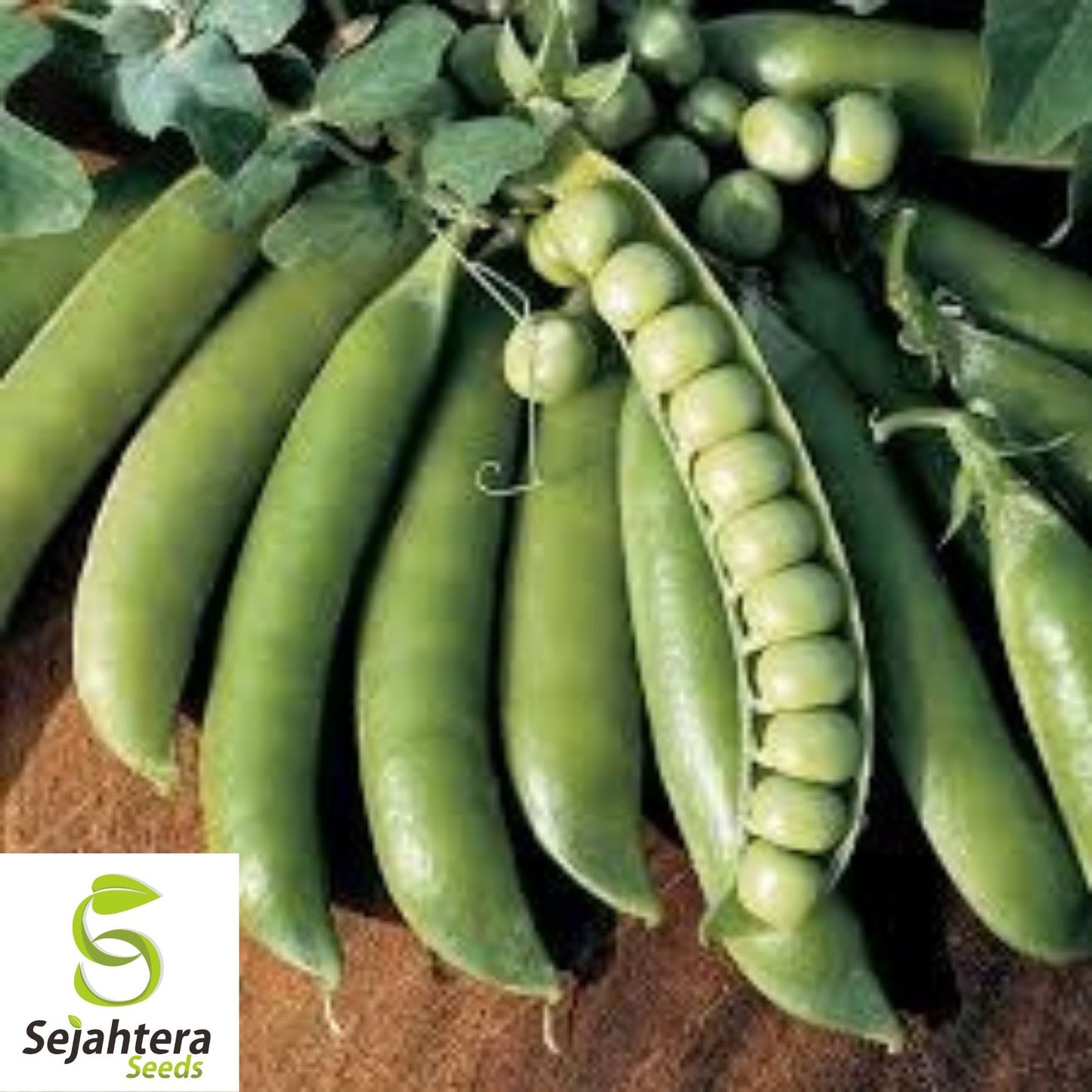 Lincoln Pea Seeds 25 Ct | Bush Pod Vegetable Heirloom NON-GMO Garden USA