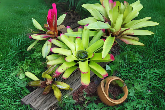 Neoregelia Cruenta 'Albo' Bromeliad Plant - Variegated Green & Creamy White Foliage - Low-Maintenance Indoor/Outdoor Plant
