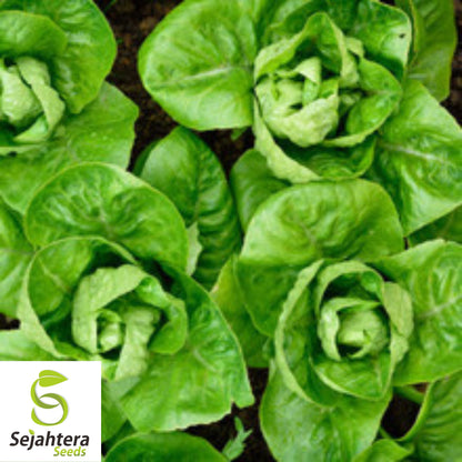 1000 Buttercrunch Lettuce Seeds - Non-GMO, Tender & Crisp Greens