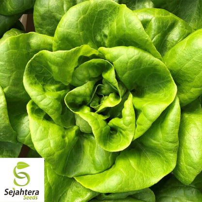 Lettuce Seeds 600+ | Bibb Butterhead Vegetable NON-GMO USA Seller