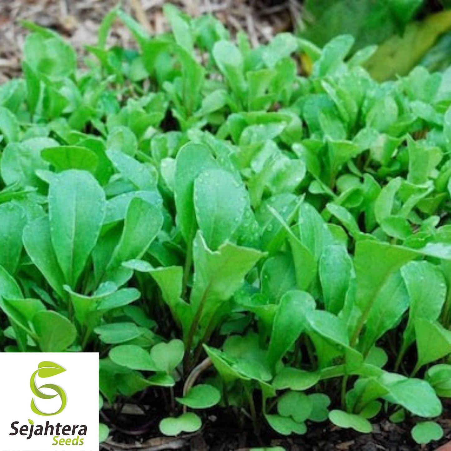 1000+ Arugula Seeds (Roquette/Rocket) - Heirloom, Non-GMO & Peppery Greens