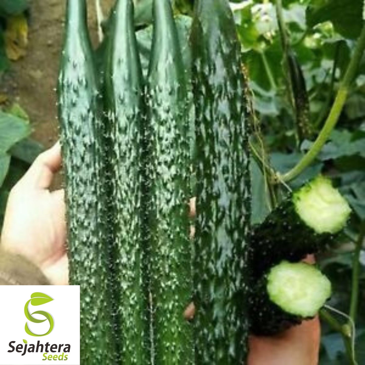 Suyo Long Cucumber Seeds - 25+ Heirloom, Non-GMO, Rare & High-Yield