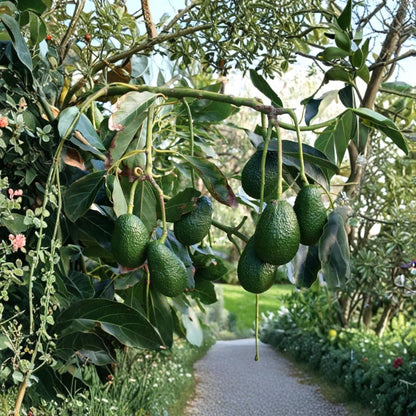 Hass Avocado Seedling – Persea americana Live Rooted Plant | Ready to Plant | Tropical Fruit Tree Starter  Home Garden Favorite | Creamy Classic Variety | Beginner Friendly