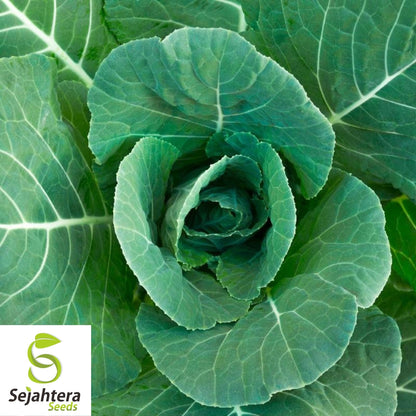 Morris Heading Collard Seeds 300+ | NON-GMO Greens Vegetable Garden USA