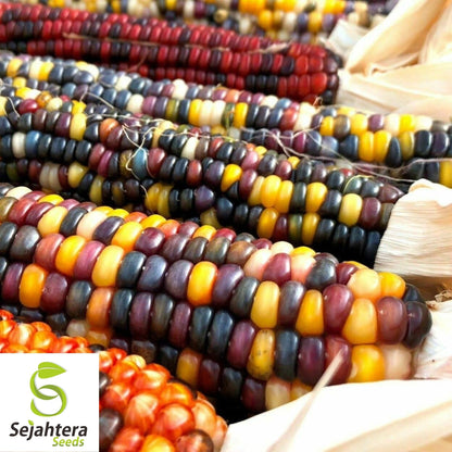 Indian Ornamental Corn Seeds 30 Ct | Rainbow Heirloom NON-GMO USA