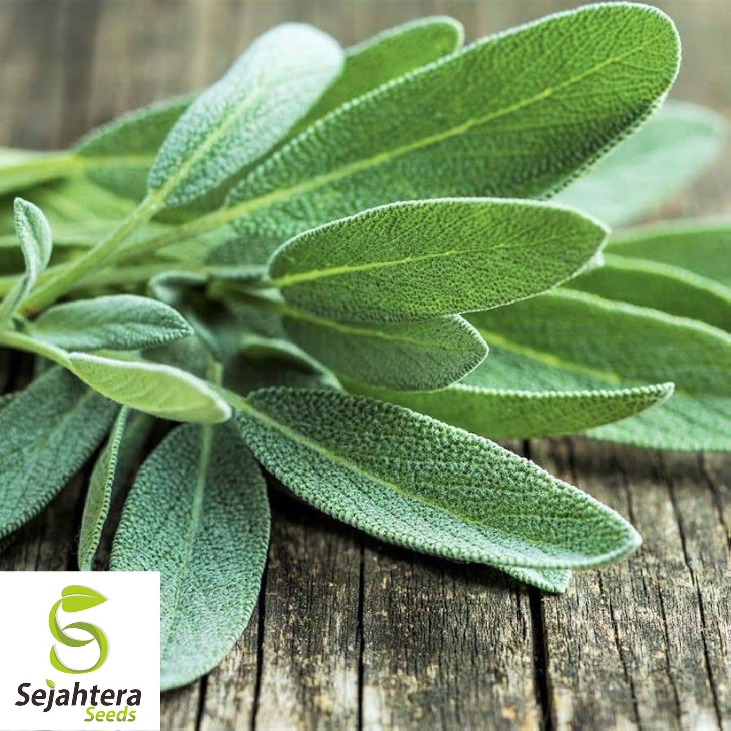 50 Italian Sage Seeds - Salvia Officinalis, Aromatic Herb, Non-GMO Perennial