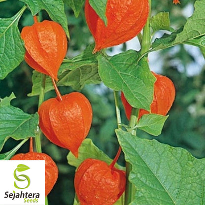 Chinese Lantern Seeds 100+ | Physalis franchetii Heirloom Vegetable NON-GMO